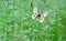 Bright apollo butterfly in a sunny meadow