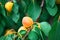 Bright apricot fruits between green leaves on the tree.