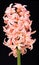 Bright apricot hyacinth