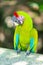 bright ara macaw parrot outside. photo of ara macaw parrot in zoo. ara macaw parrot bird.