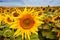 Bright and aromatic Helianthus annuus flower in a farm field, cloudy deep blue summer sky, bee gathering nectar, tranquil nature