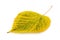 Bright aspen leaf of yellow-green autumnal shades isolated on white background