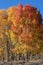 Bright Aspen Trees in Autumn
