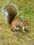 Bright attractive adorable white brown fluffy young autumn squirrel alert 2020