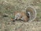 Bright attractive adorable white brown fluffy young autumn squirrel alert 2020