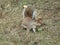 Bright attractive adorable white brown fluffy young autumn squirrel alert 2020