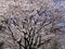 Bright attractive Akebono cherry blossom tree and flowers blooming, Canada