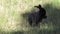 Bright attractive black baby bunny rabbit cleaning itself and running towards camera