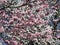 Bright attractive blooming canopy of pink and white cherry blossom flowers in 2020