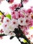 Bright attractive blooming pink cherry blossom flowers close up in 2020