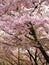 Bright attractive blooming pink white Somei Yoshino cherry blossom flowers in 2020