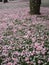 Bright attractive blooming pink white Yaezakura cherry blossom flower petals on grassy ground