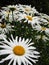 Bright attractive blooming Shasta daisy flowers in summer 2020