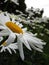 Bright attractive blooming Shasta daisy flowers in summer 2020