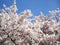 Bright attractive blooming soft white Akebono cherry blossom flowers Prunus in 2020