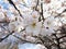 Bright attractive blooming soft white Akebono cherry blossom flowers Prunus and branches close up, British Columbia