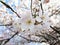 Bright attractive blooming soft white Akebono cherry blossom flowers Prunus close up 2020