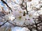 Bright attractive blooming Somei Yoshino cherry blossom flowers in 2020