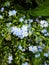 Bright attractive blue forget-me-not flowers blooming