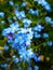 Bright attractive blue forget me not flowers blooming in mid spring season in a rose garden 2020