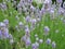 Bright attractive blue springtime Lavender flowers close up