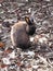 Bright attractive brown gray bunny rabbit cleaning itself surrounded by autumn leaves