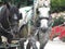 Bright attractive charming pair of carriage horses at Stanley Park Rose Garden 2019