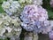 Bright attractive colorful blue Hydrangea flower blooming in late summer in British Columbia