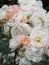 Bright attractive colorful light peach cream roses rosa flowers blooming in Summer 2021