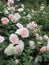Bright attractive colorful light pink peach cream roses rosa flowers blooming in Summer 2021