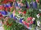 Bright attractive colorful petunia flowers in blue pots blooming in early summer 2019