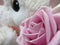 Bright attractive colorful pink bouquet rose rosa flower with soft toy close up in June 2021