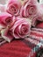 Bright attractive colorful pink bouquet rose rosa flowers on plaid fabric close up in June 2021