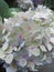 Bright attractive colorful pink Hydrangea flowers blooming in late summer in British Columbia