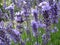 Bright attractive colorful purple Lavender flowers blooming in early summer at Queen Elizabeth Park Rose Garden