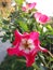 Bright attractive colorful red French roses rosa flowers blooming in July 2021