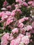 Bright attractive colorful Royal Bonica pink rose flowerbed blooming in 2020