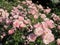 Bright attractive colorful Royal Bonica pink roses rosa flowers blooming in June 2021