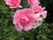 Bright attractive colorful Royal Bonica roses flowerbed blooming in summertime June