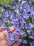 Bright attractive Common Bluebell flowers in bloom Spring 2020