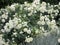 Bright attractive cream color Floribunda roses rosa flowers blooming in Summer 2021