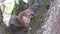 Bright attractive cute brown squirrel eating big nut very quickly in autumn 2020