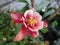 Bright attractive cute light pink and red `Granny`s Bonnet` Columbine flower  close up in summer 2019