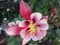 Bright attractive cute light pink and red `Granny`s Bonnet` Columbine flower  close up in summer 2019