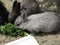 Bright attractive cute white grey young bunny rabbit feeding in early summer close up