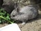 Bright attractive cute white grey young bunny rabbit feeding in early summer close up