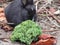 Bright attractive cute young bunny rabbit feeding in early summer close up