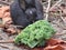 Bright attractive cute young bunny rabbit feeding in early summer close up