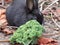 Bright attractive cute young bunny rabbit feeding in early summer close up