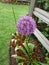 Bright attractive fresh Allium and daisy flowerbed in beautiful bloom in late spring season in Queen Elizabeth Park Garden 2020